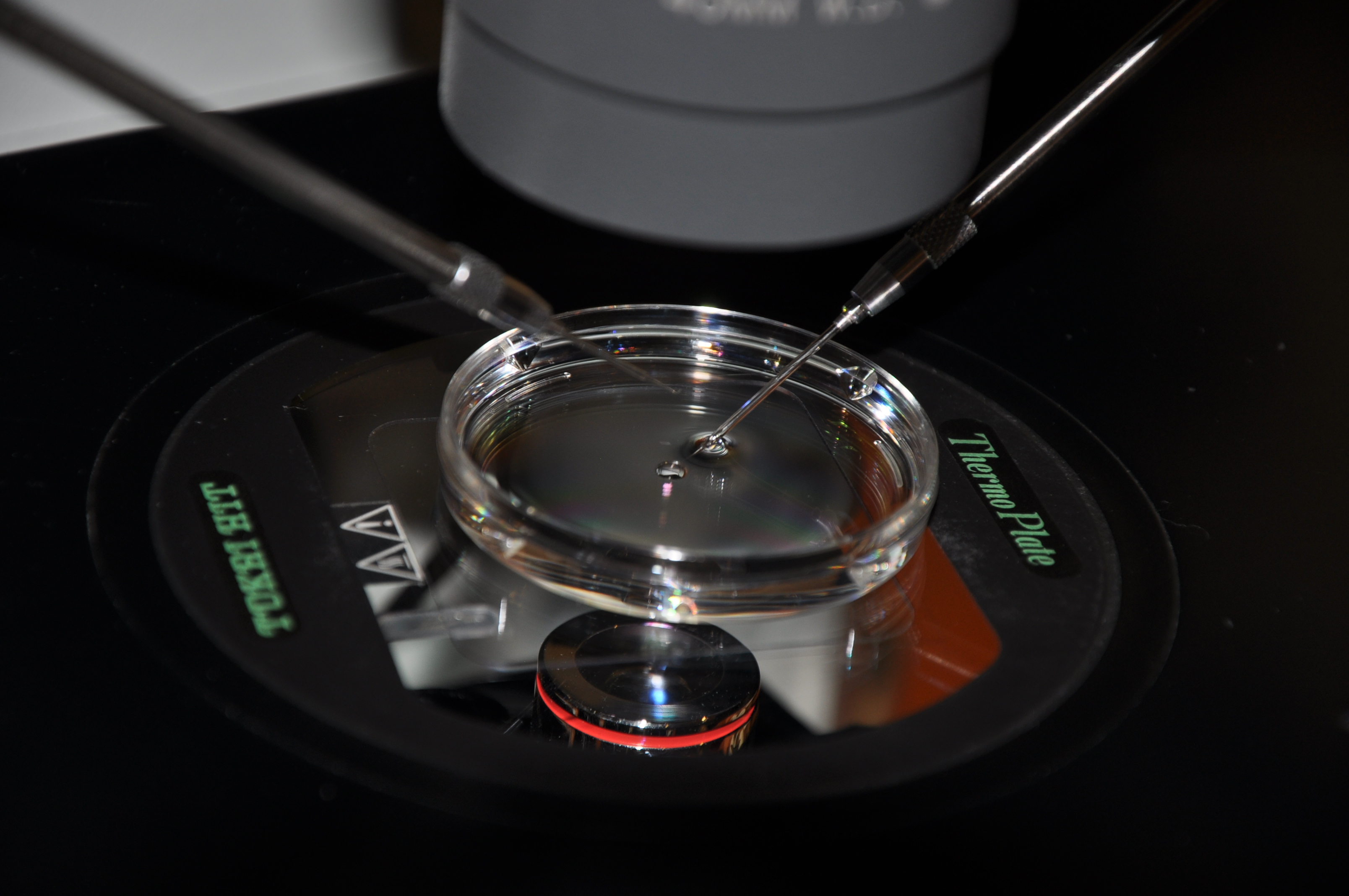 Risks Of Genetic Testing On Embryos